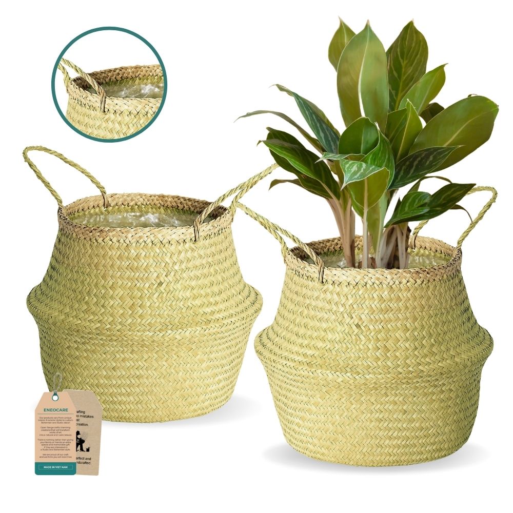money tree soil mix Money Tree Potting Soil Mix; Custom Blend for Money Plant Container  Gardening – Kurated Korner main image 1